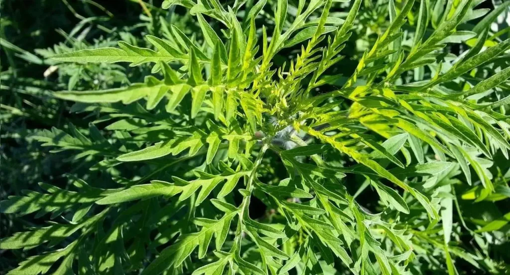 Zdjęcie przedstawiające ambrozję, która może pylić