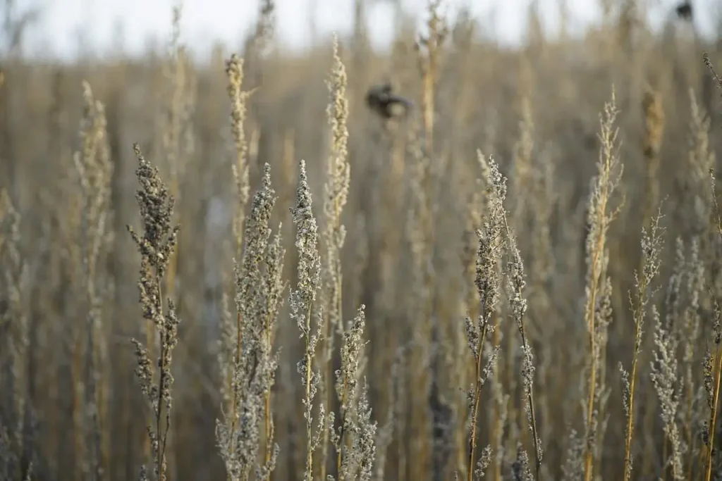 Zdjęcie przedstawiające pospolitą bylicę, która może pylić