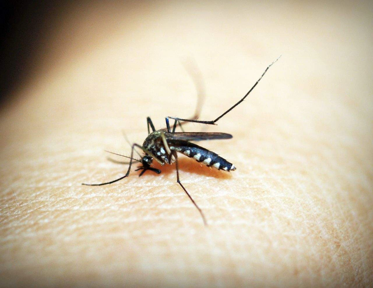 Komar na skórze człowieka podczas ukąszenia wprowadzający ślinę – zbliżenie makro.